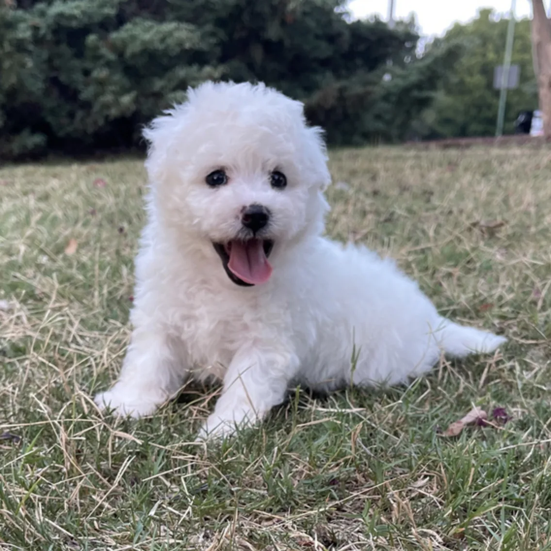 Abby, cachorro Bichón Frisé en cachorrosblanco.es