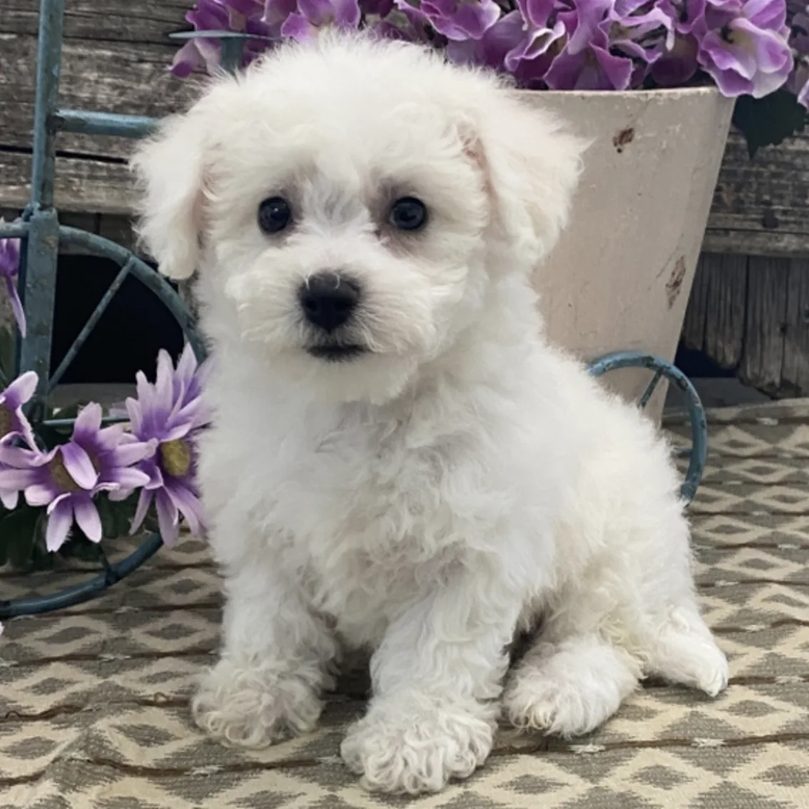 Cachorros Bichón Frisé en cachorrosblanco.es