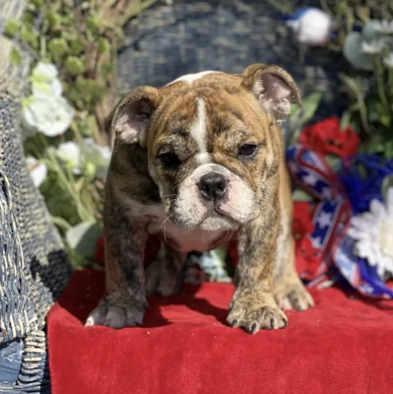 Cachorros Bulldog Inglés en cachorrosblanco.es