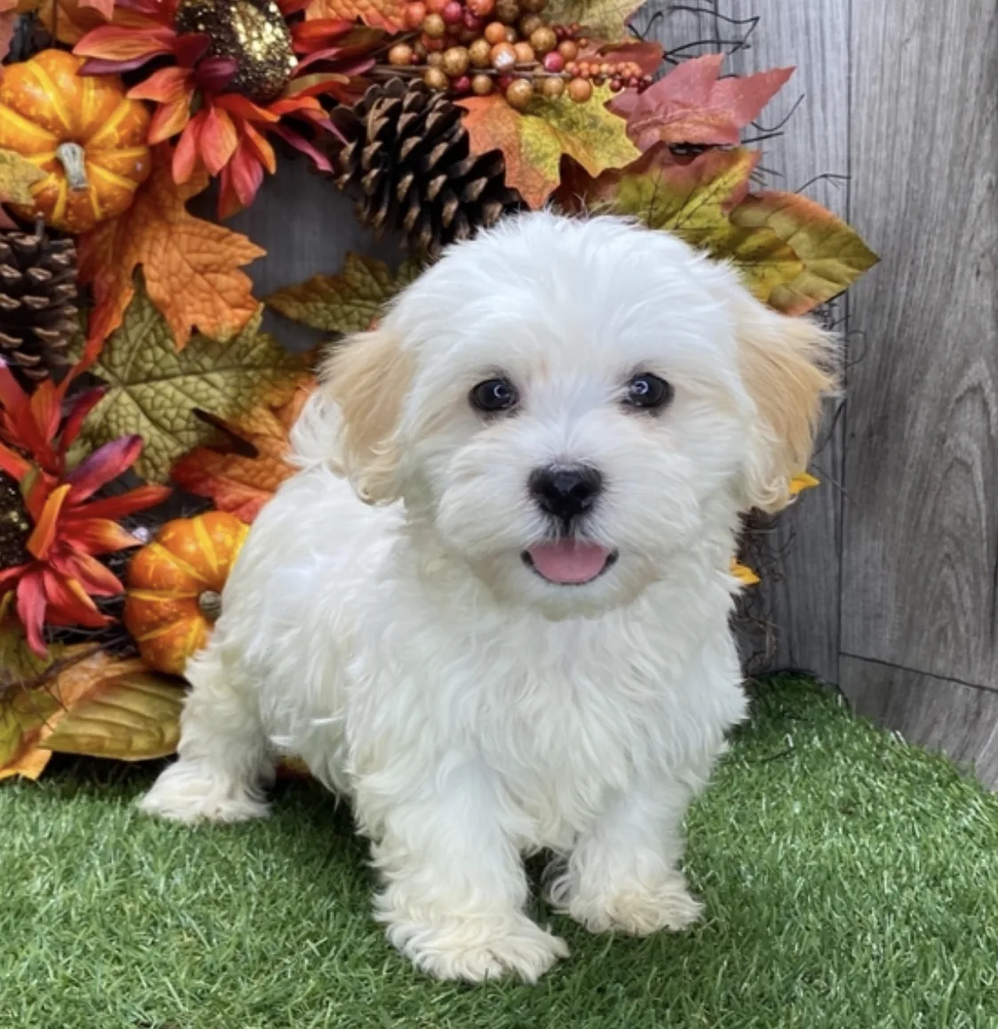 Bichón Habanero