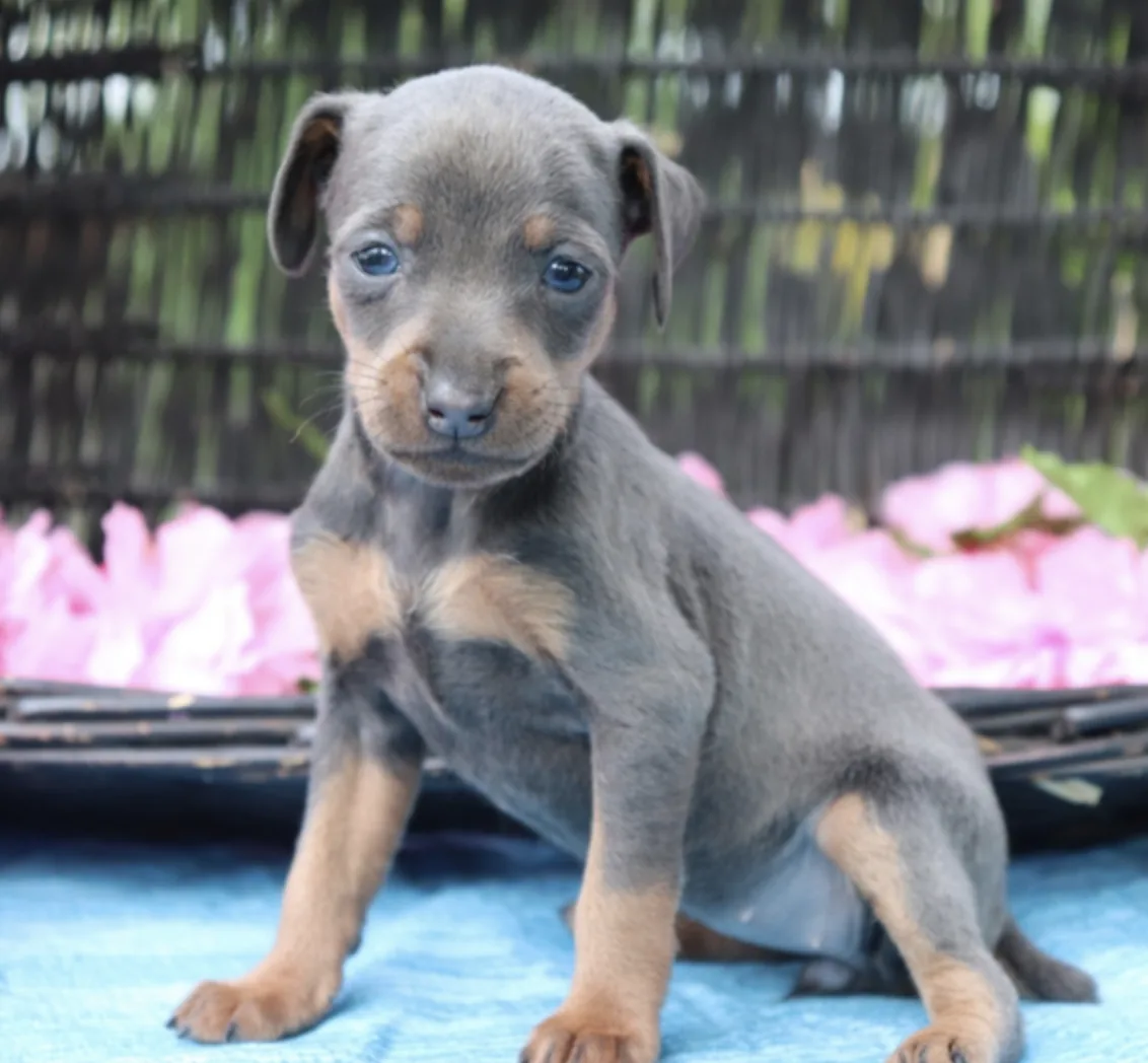 Pinscher Miniatura