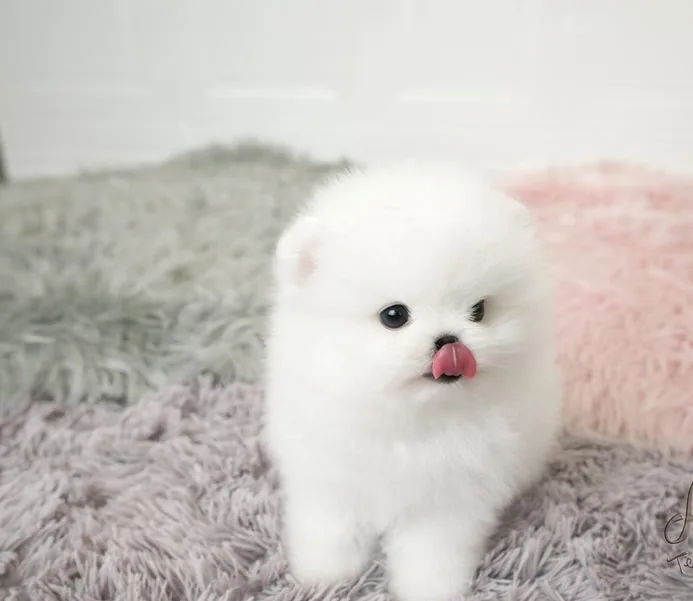 Pomerania
