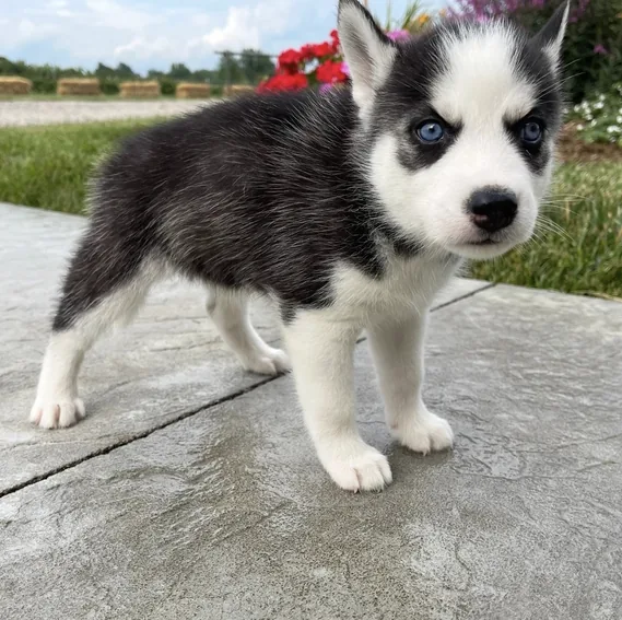 Cachorros Husky Siberiano en cachorrosblanco.es